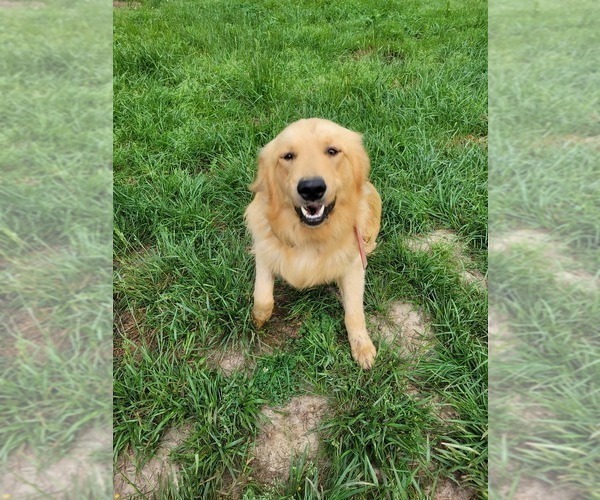 Medium Photo #1 Golden Retriever Puppy For Sale in BENTON, IL, USA