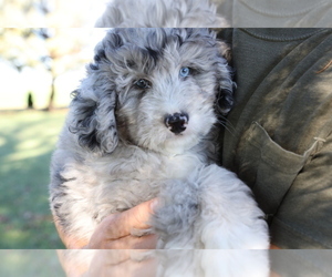 Bernedoodle (Miniature) Puppy for sale in BOSWELL, IN, USA