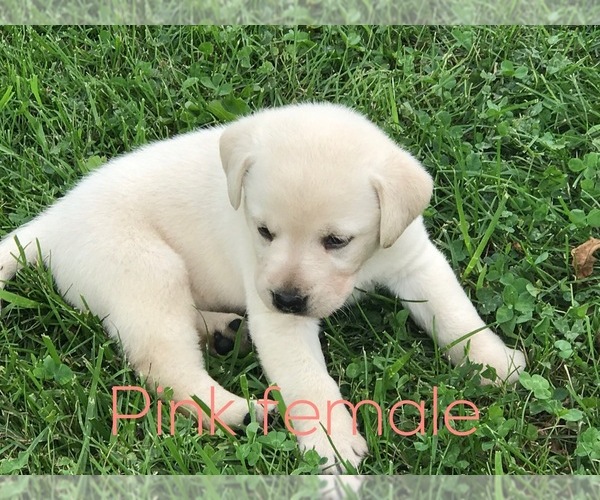 Medium Photo #1 Labrador Retriever Puppy For Sale in FARMINGTON, MO, USA