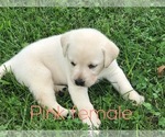 Small Photo #1 Labrador Retriever Puppy For Sale in FARMINGTON, MO, USA