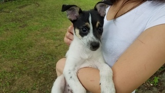 Rat Terrier Puppy for sale in APPLETON, WI, USA