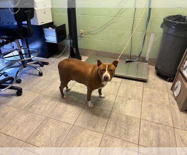 Medium Photo #1 American Staffordshire Terrier-Unknown Mix Puppy For Sale in Grand Prairie, TX, USA