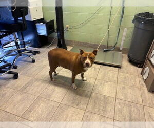 American Staffordshire Terrier-Unknown Mix Dogs for adoption in Grand Prairie, TX, USA