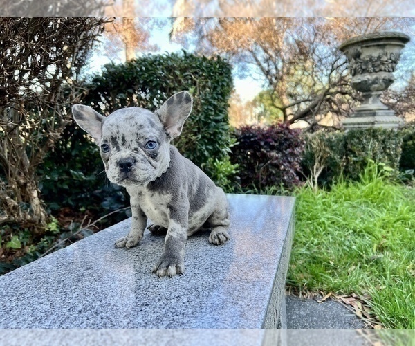 Medium Photo #202 French Bulldog Puppy For Sale in HAYWARD, CA, USA