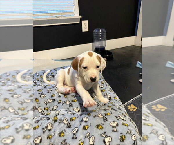 Medium Photo #5 Mutt Puppy For Sale in Wenonah, NJ, USA