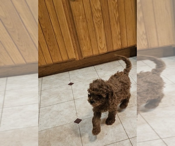 Medium Photo #1 Cavapoo (Miniature) Puppy For Sale in CLYDE, NY, USA