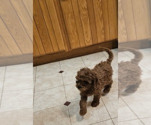 Cavapoo (Miniature) Puppy for sale in CLYDE, NY, USA