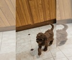 Small Cavapoo (Miniature)