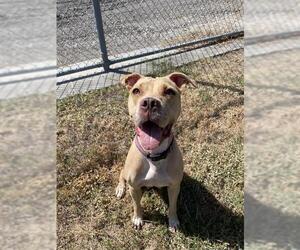 American Staffordshire Terrier-Unknown Mix Dogs for adoption in Corpus Christi, TX, USA