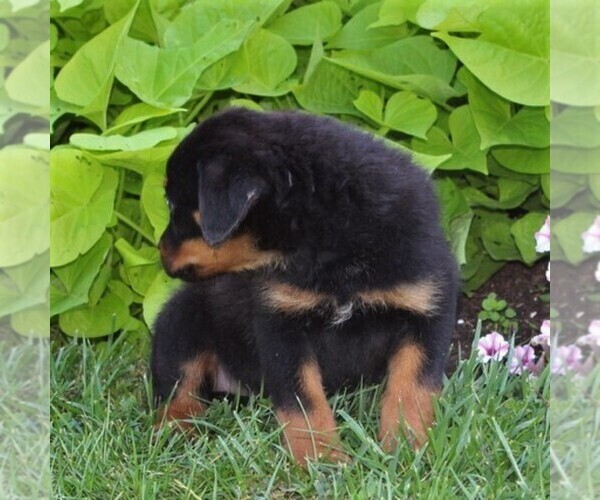 Medium Photo #3 Rottweiler Puppy For Sale in MANHEIM, PA, USA