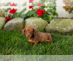 Image preview for Ad Listing. Nickname: Kumer