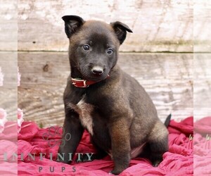 Belgian Malinois Puppy for sale in RONKS, PA, USA