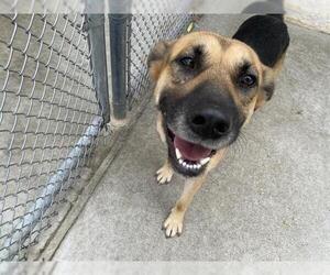 German Shepherd Dog-Unknown Mix Dogs for adoption in Grand Prairie, TX, USA