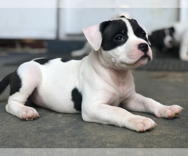 Medium Photo #1 American Bully Mikelands  Puppy For Sale in KENHORST, PA, USA