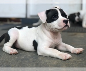 American Bully Mikelands  Puppy for sale in KENHORST, PA, USA