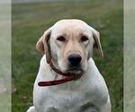 Small Photo #1 Labrador Retriever Puppy For Sale in SELINSGROVE, PA, USA