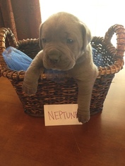Cane Corso Puppy for sale in MOORE, SC, USA