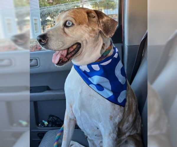 Medium Photo #4 Catahoula Leopard Dog Puppy For Sale in Ventura, CA, USA