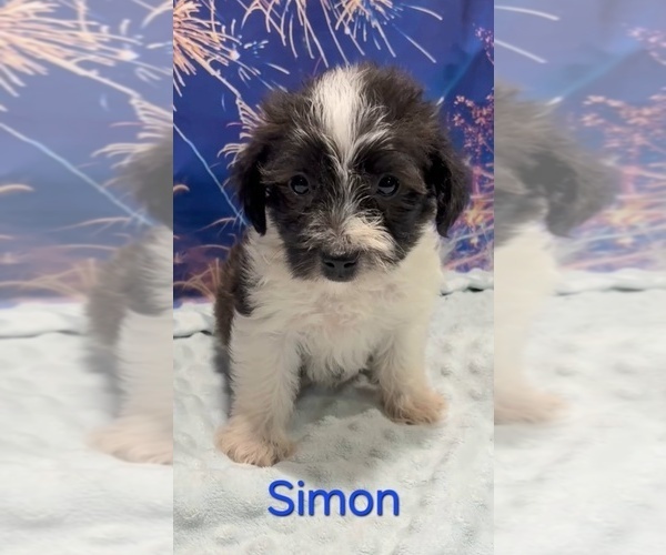 Medium Photo #1 Yorkipoo Puppy For Sale in AZLE, TX, USA