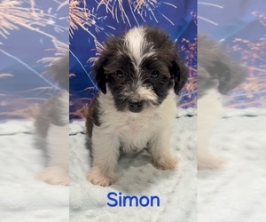 Yorkipoo Puppy for sale in AZLE, TX, USA