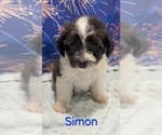 Simon - Male Yorkipoo Puppy for Sale - Small photo