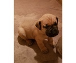 Small Photo #2 Boerboel Puppy For Sale in COWANSVILLE, PA, USA