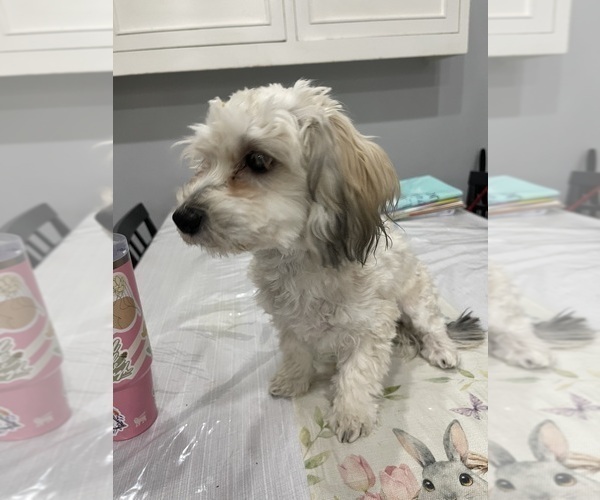 Medium Photo #18 Maltipoo (Miniature) Puppy For Sale in PALMDALE, CA, USA