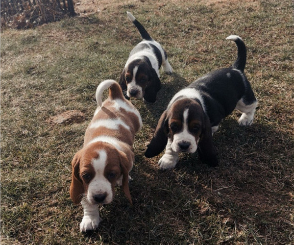 Medium Photo #8 Basset Hound Puppy For Sale in VERNON ROCKVILLE, CT, USA