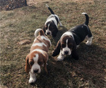 Small #7 Basset Hound