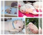 Small #1 French Bulldog