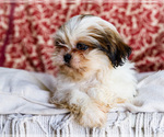 Small #1 Shih Tzu