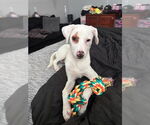 Small #2 Labrador Retriever Mix