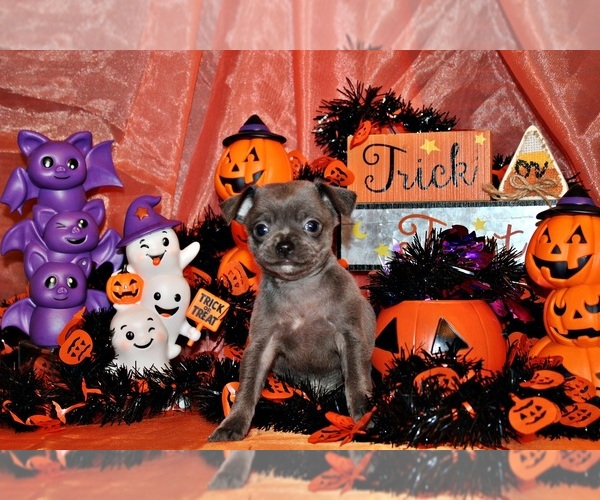 Medium Photo #27 Chihuahua Puppy For Sale in CHARLESTON, AR, USA