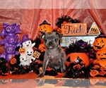 Small Photo #27 Chihuahua Puppy For Sale in CHARLESTON, AR, USA