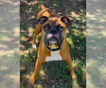 Small #1 Boxer