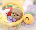 Small Photo #4 Maltipoo Puppy For Sale in Seoul, Seoul, Korea, South