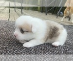 Small Photo #6 Pembroke Welsh Corgi Puppy For Sale in INDEPENDENCE, MO, USA