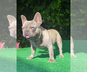 Father of the French Bulldog puppies born on 04/22/2022