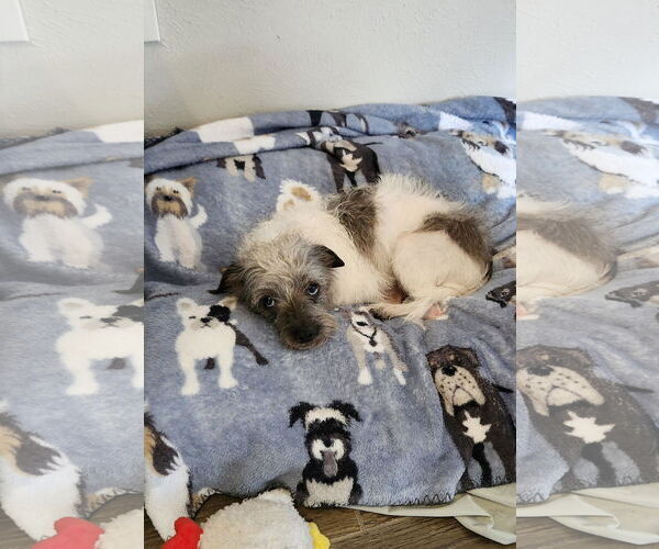 Medium Photo #5 Toxirn Puppy For Sale in Princeton, MN, USA