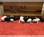 Small Photo #4 Labrador Retriever Puppy For Sale in CLARKESVILLE, GA, USA