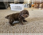 Small #7 ShihPoo
