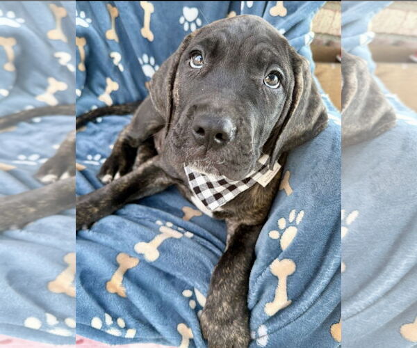 Medium Photo #2 Mutt Puppy For Sale in Goodyear, AZ, USA