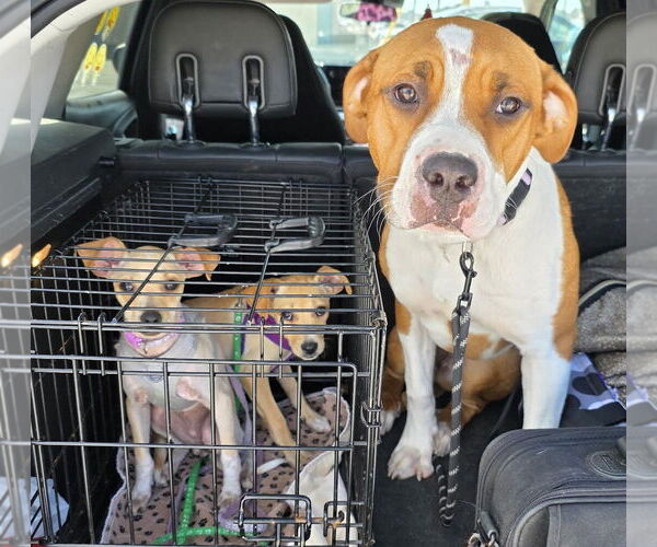 Medium Photo #23 Treeing Walker Coonhound-Unknown Mix Puppy For Sale in Princeton, MN, USA