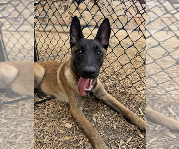 Medium Photo #2 Mutt Puppy For Sale in Imlay City, MI, USA