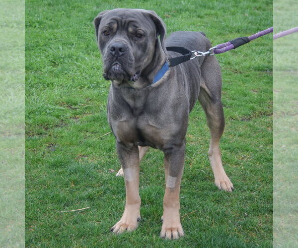 Medium Photo #5 Mutt Puppy For Sale in Huntley, IL, USA