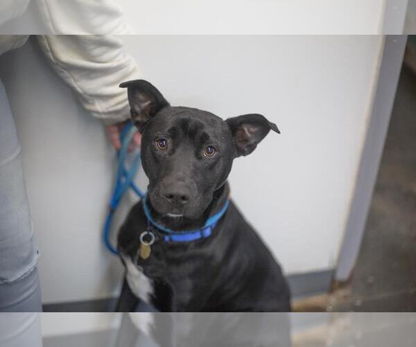 Medium Photo #1 Labrador Retriever-Unknown Mix Puppy For Sale in Mountain Home, AR, USA