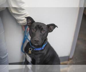 Labrador Retriever-Unknown Mix Dogs for adoption in Mountain Home, AR, USA