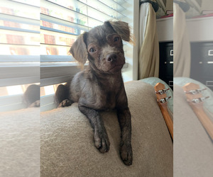 Havamalt Puppy for sale in BELL GARDENS, CA, USA