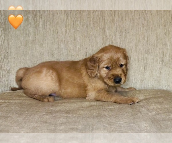 Medium Photo #8 Golden Retriever Puppy For Sale in CHIPPEWA FALLS, WI, USA