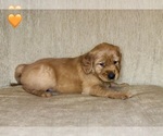 Small #7 Golden Retriever
